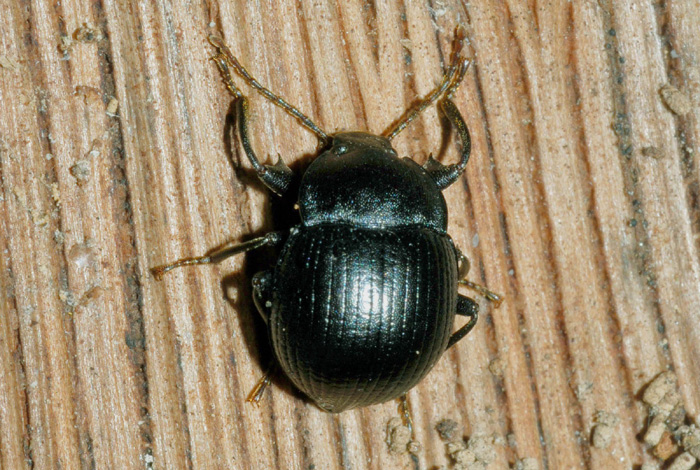 Tenebrionidi: Dendarus coarcticollis, Accanthopus velikensis